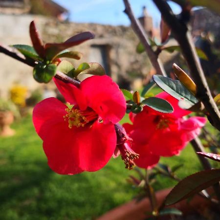 San Nicolo Gerrei Zia Chiarina Bed & Breakfast エクステリア 写真