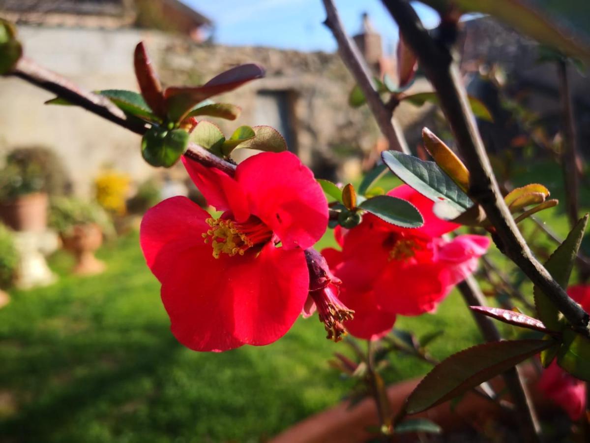 San Nicolo Gerrei Zia Chiarina Bed & Breakfast エクステリア 写真