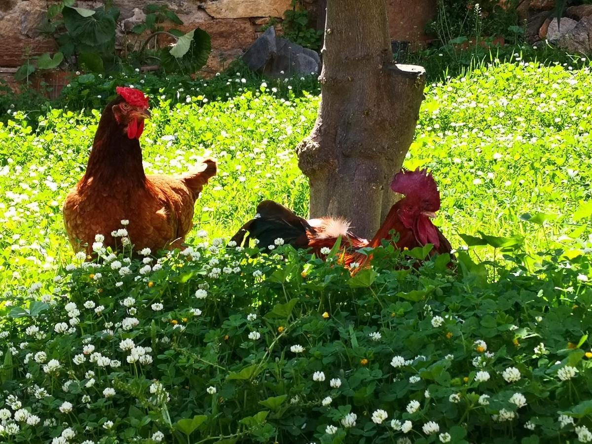 San Nicolo Gerrei Zia Chiarina Bed & Breakfast エクステリア 写真