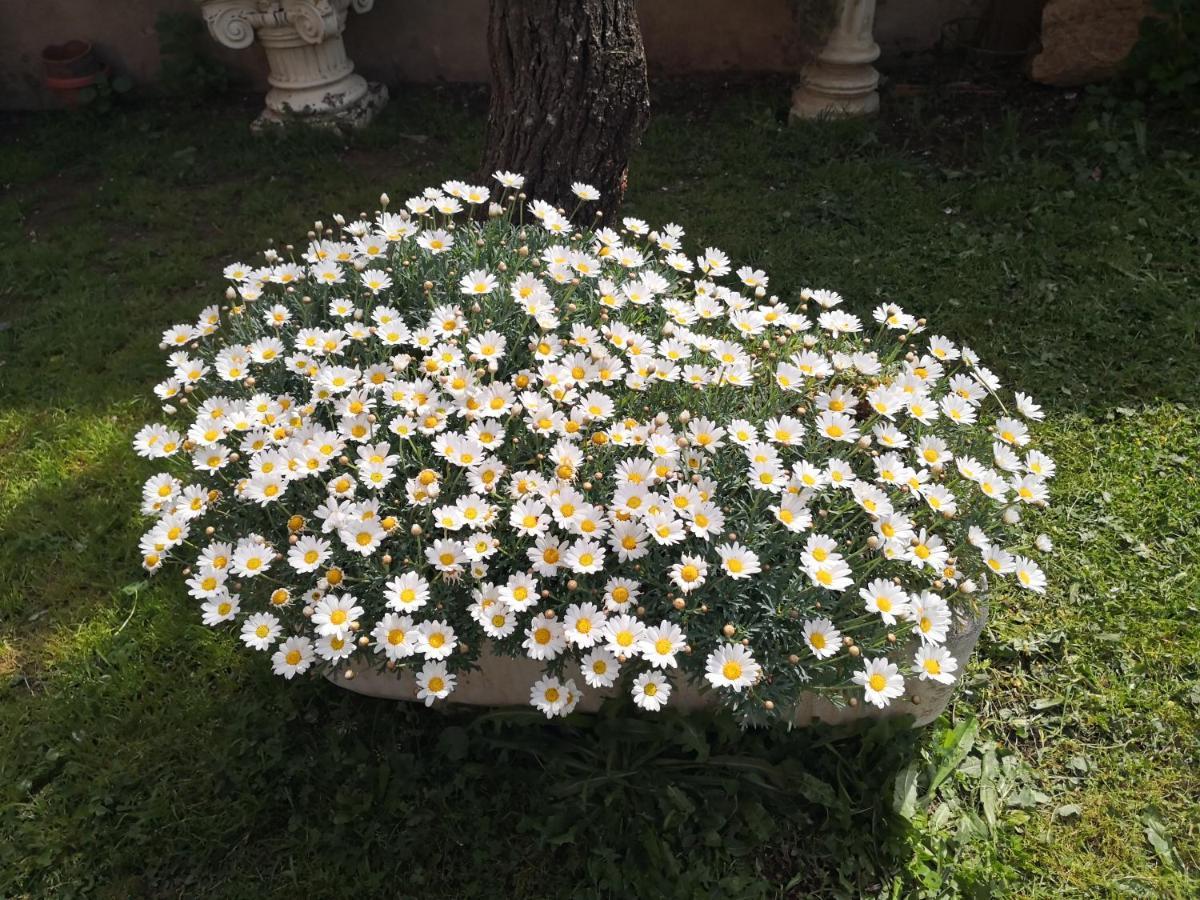 San Nicolo Gerrei Zia Chiarina Bed & Breakfast エクステリア 写真